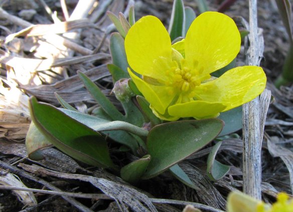 The lowest leaves of Sage Buttercup are not lobed.  
