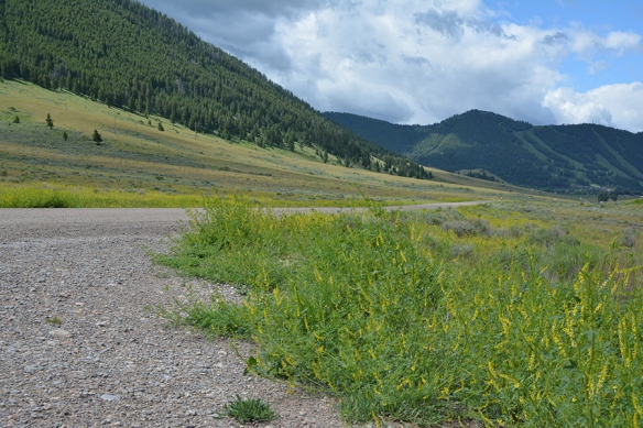 Sweet Yellow Clover is colonizing our roadsides and buttes.