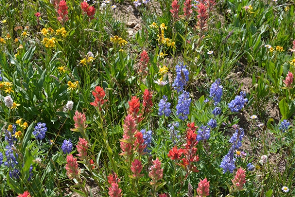 Lupines, groundsels, Indian paintbrush are now blooming over 9000'.