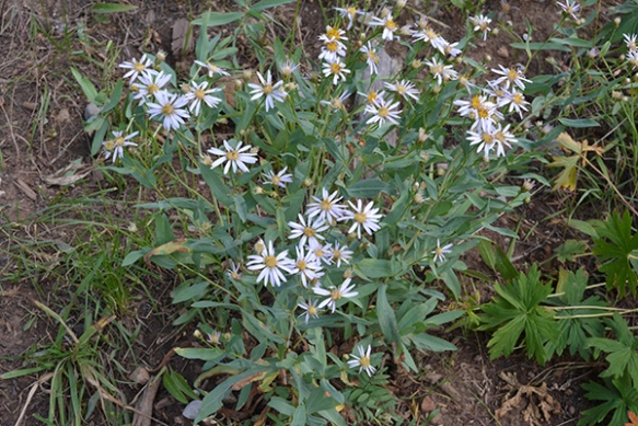Blue-leaf Aster has a ghostly appearance on rocky high elevations.