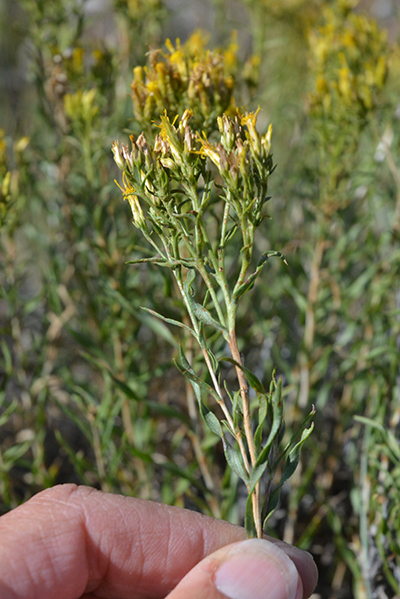 Douglas Rabbitbrush has bunches of yellow flowers at the ends of brittle, greenish stems.