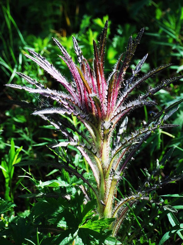 Elk thistle, showing growth habit of one main stem and flower cluster at top.