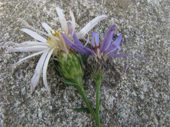 For comparison:  Engelmann's Aster left, Nuttall's Aster right.