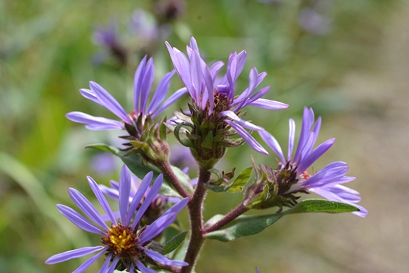The stems of Thickstem aster are not only thick, but also sticky.  A forest of glandular hairs deter crawling insects from laying eggs in the developing seeds.