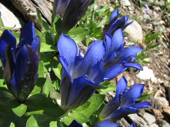 Mountain Bog Gentian graces high elevations with its pleated, speckled blue flowers.