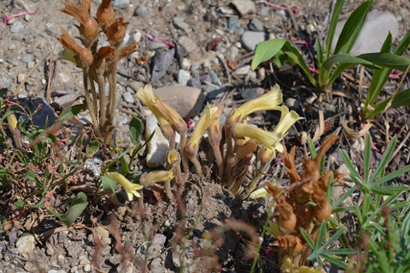 This weird rare plant, broomrape, does not have chlorophyll, it connects to other host plants for food. 