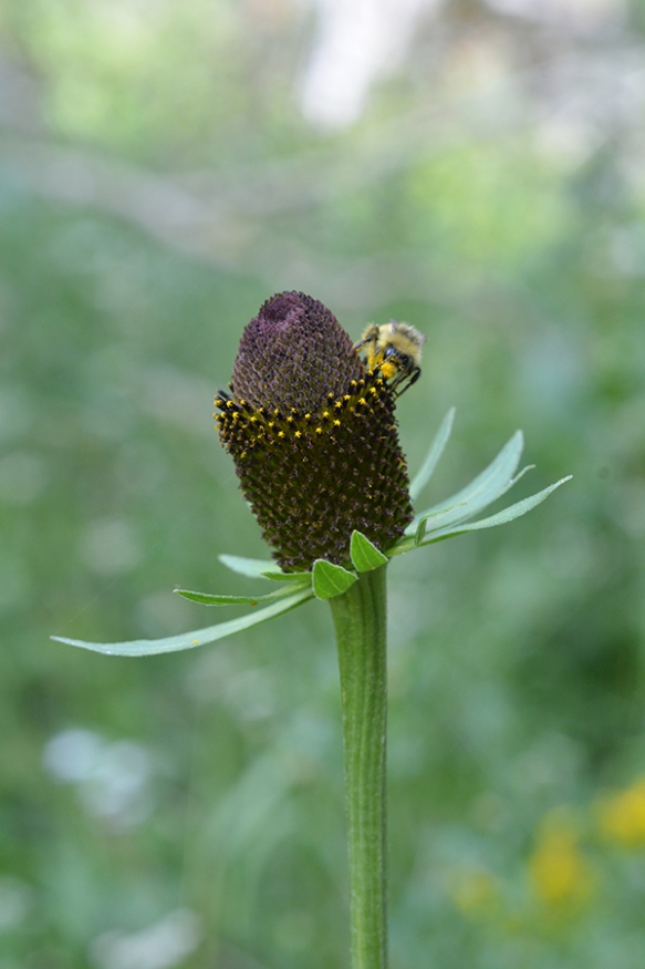 Western Coneflower - tiny flowers attract bee pollinators.