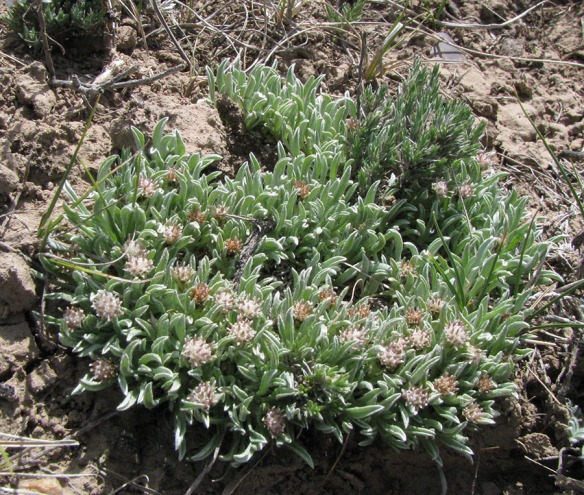 Low Pussytoes (Antennaria dimorpha) forms mats on dry slopes.