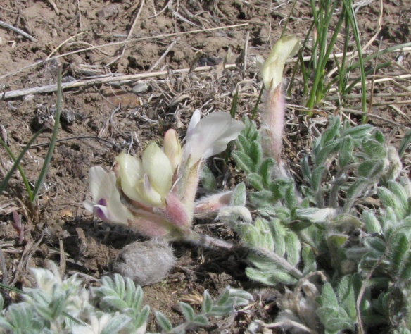 Pursh's Milkvetch (Astragalus purshii) - has elegant pea-like flowers. Fruits will be furry broad pea-pods (see last years by flower).