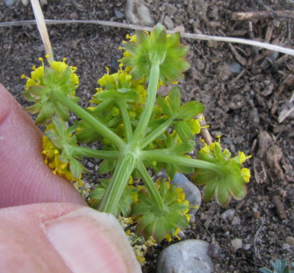 The broad bracts at the base of the flower, as well as the parsely like leaves help in ID.