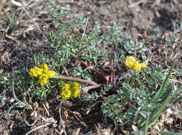 Cous Biscuit-root (Lomatium cous) is closely related to the plants that Lewis and Clark observed Native Americans using for food. The tuberous roots were ground and used for a bread. 