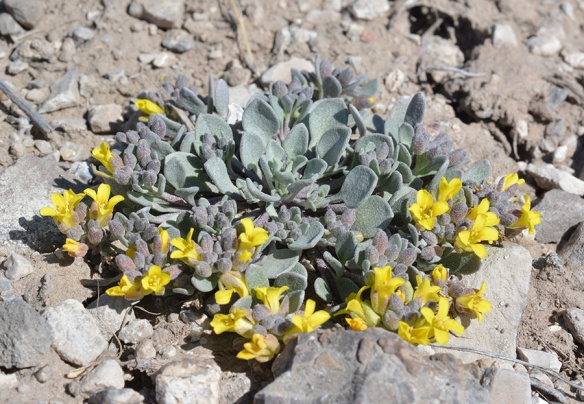 Twinpod (Physaria didymocarpa) grows on dry slopes of Blacktail Butte.
