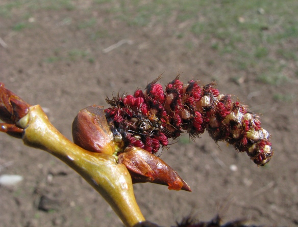 Cottonwood male catkin is exploding out of it confining bud scales. 