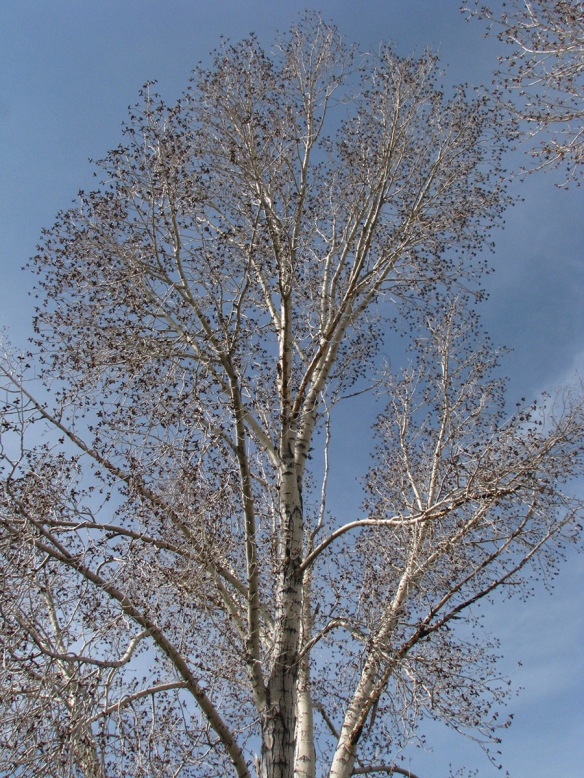 Cottonwoods (Populus spp.) are expanding their buds.