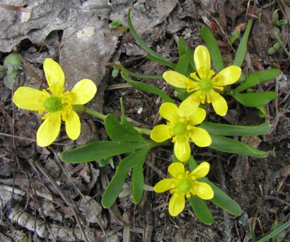 Utah Buttercup (Ranunculus jovis) - has lobed basal leaves and fattened roots.