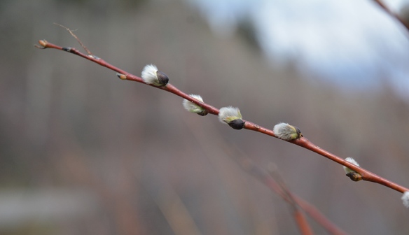 Willows (Salix spp) of many kinds are expanding their catkins (pussies) out of their single scale covering. Elegant!