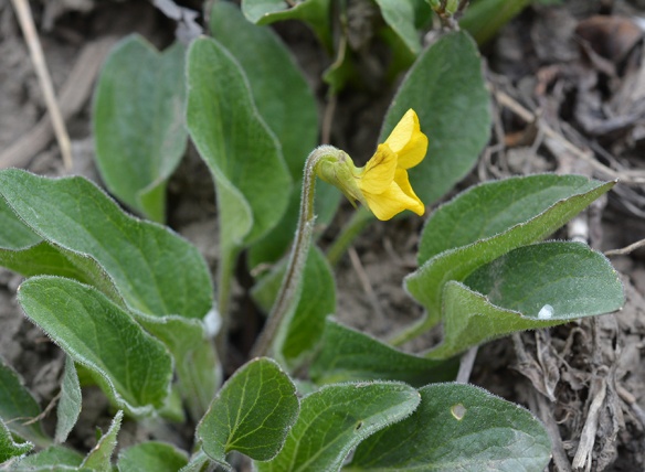 Yellow Violet (Viola nuttallii var) - has oval leaves and a spur that holds nectar for pollinators to find.