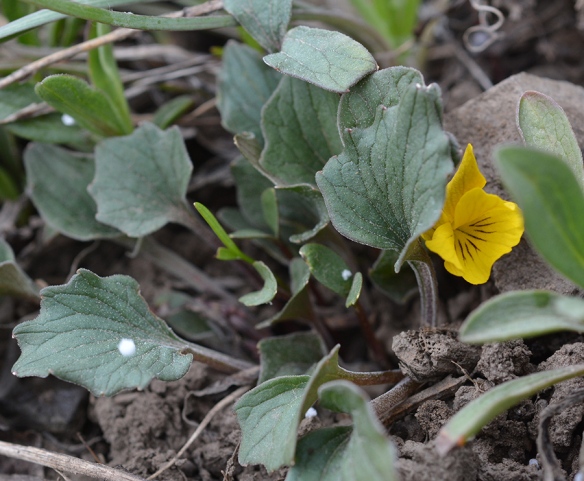 Another yellow violet, Viola purpurea - has leaves shaped like webbed duck feet. Here it is with spots of hail.