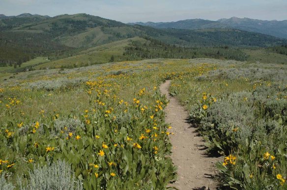 Wally's World trail off Fall Creek Road near Munger Mountain was full of wildflowers June 20.