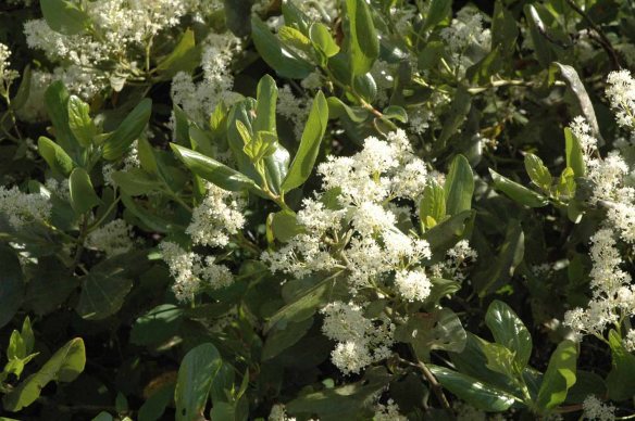 Smokebrush has elegant clusters of white flowers and leaves with three strong veins and a glossy texture on the surface. Buds can be sticky with resin.