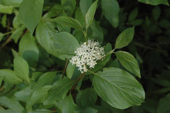 Red-stemmed Dogwood - Cornus sericea - is a favorite food of browsing moose, as my ornamental plantings attest.  This wetland shrub is easy to identify with its opposite oval leaves with parallel veins and clusters of 4-petaled white flowers.  