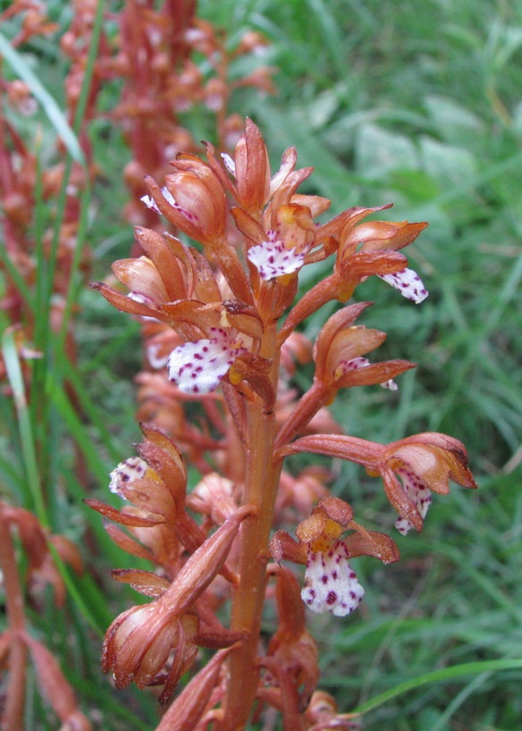 Spotted Coralroot - Corallorhiza maculata - is variable in its decoration. However 2 lobes on either side of the base of the lowest petal (lip) and a bump (spur) under the throat of flower help in ID. 
