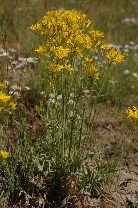 Hawksbeard - Crepis aggregata - is common along the Gros Ventre Road. Note the sword-shaped leaves at the base of the plant.
