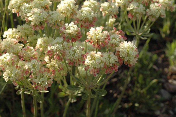 Sulphur Buckwheat - Eriogonum umbellatum - has mats of small oval leaves, and umbels of creamy yellow flowers which are often tinged with pink.  They are blooming throughout the valley.