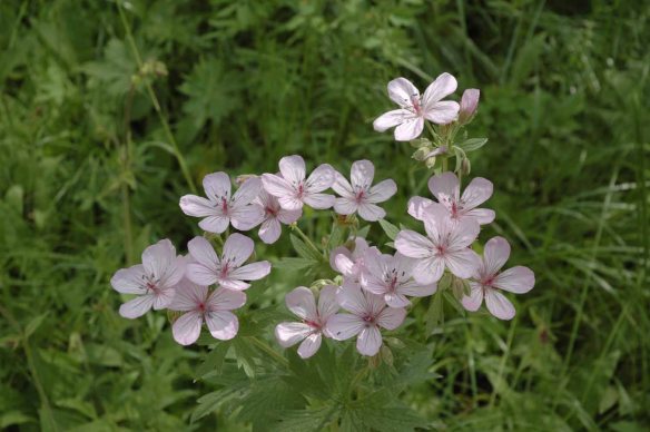 Sticky Geranium is common throughout the valley.  Its wide open flowers with obvious nectar guides form landing pads available to many types of pollinators.
