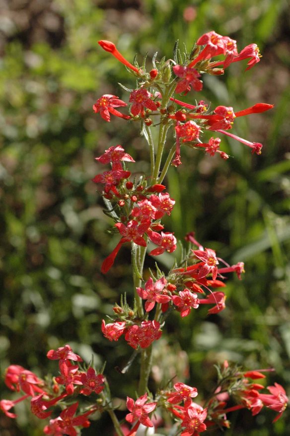 Scarlet Gilia - Ipomopsis aggregata - attracts hummingbird, it main pollinator.  Birds see red (insects don't) and the stiffly arrayed tubular flowers enable hummingbirds to hover while lapping up nectar deep within.