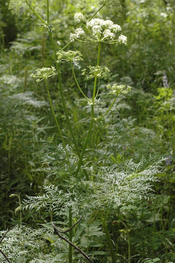 Fernleaf  Lovage - Ligusticum filicinum - is a tall - 2-4 foot plant with ferny, greatly dissected leaves.  The white flowers held on wide umbels are equally as delicate.  