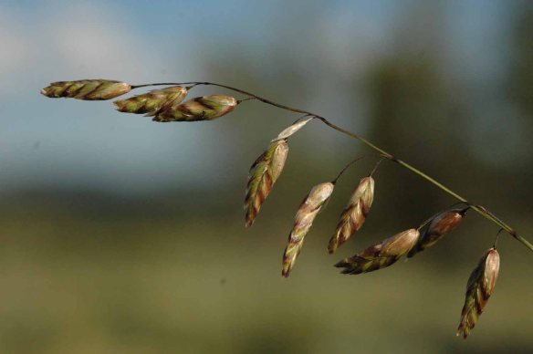 Several species of grasses overtop the low-growing, showy flowers.  Melica -Melica spectabilis - has elegant egg-shaped spikelets.  
