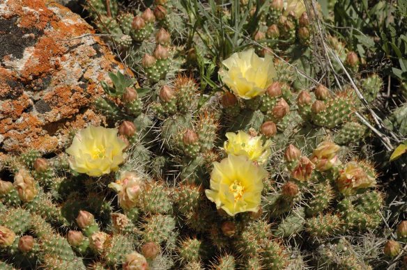 Now in bloom on the ledges by Kelly Warm Springs, this flower is gorgeous.  The pad-like stems break off to help in dispersal.  They attach readily to you!