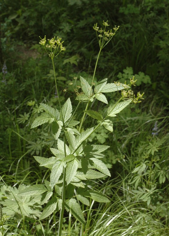 Related to the lovage is Western Sweetroot, Wild Licorice - Osmorhiza occidentalis - also has delicate flowers in umbels, but the compound leaves are much less divided.