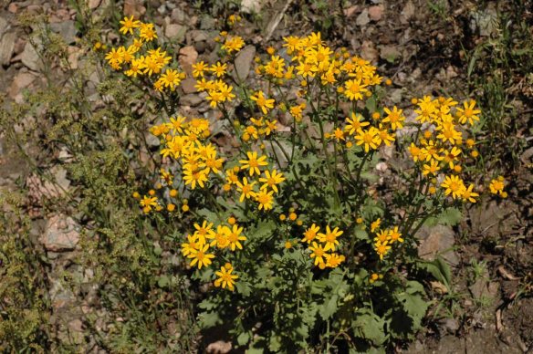 Look for the brightly colored Rocky Mountain Groundsel - Packera (formerly Senecio) streptanthifolia - pops up in odd corners of the sageflats: Here it is in Lupine Meadows. The leaves vary greatly in their shape and incisions.  