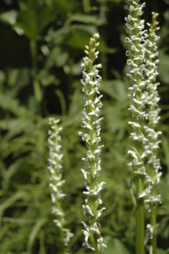 White Bog Orchid - Platanthera dilatata - is found in wet spots.  The details of the small white flowers and the lovely fragrance help to identify it.