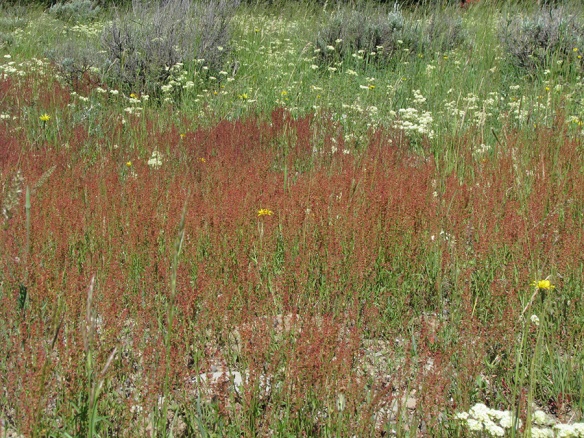Sheep Sorel - Rumex acetosella - adds another color to the tapestry.  A plant of more disturbed soils it is a non-native species.  Plants grow as either males or females.  Take a close look for pollen (male) or stigmas and ovaries (female).   