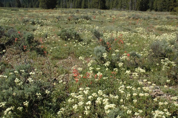 The south end of the inner Park Road includes dashes of Scarlet Gilia as well as swaths of rusty Dock.