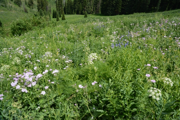 Trail south of Teton Pass is in full bloom in early July.