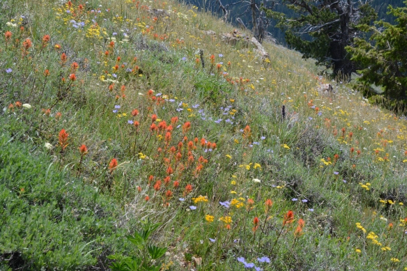 At the south end of the trail, Indian Paintbrush creates a remarkable display remeniscent of an Impressionist painting.