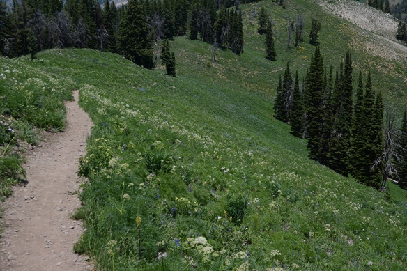 Trail south of Teton Pass is in full bloom in early July.