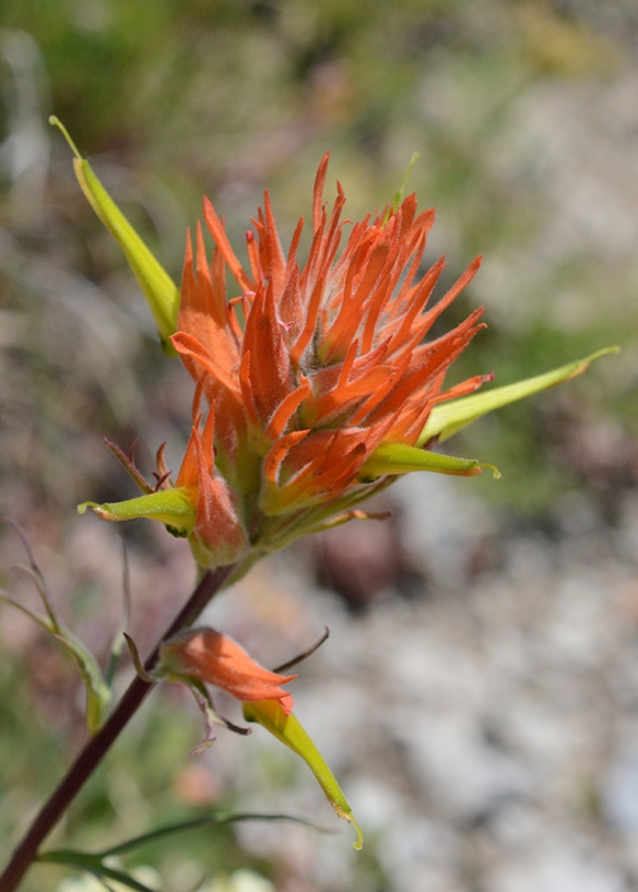 Also tall and red--here orange red, is the state flower Wyoming Paintbrush - Castilleja liniariifolia.  The flowers are oddly structured.  The red color comes from bracts below each flower and red sepals. Sepals are usually green.  And here the petals are actually green.  Note the yellow-green tube of petals protrudes well beyond the rest of the flower parts.  Like scarlet gilia, it is pollinated by hummingbirds. 