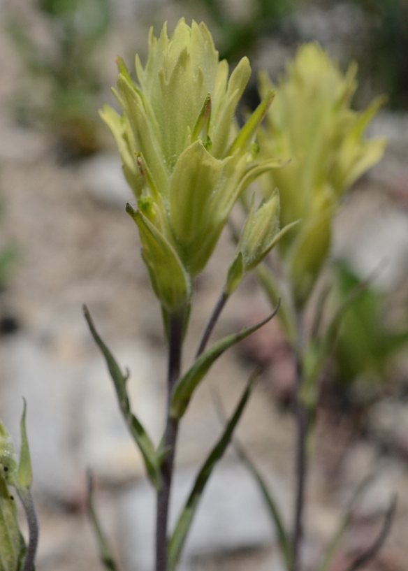 Sulphur Indian Paintbrush - Castilleja sulphurea – is similar in design to C. miniata (see above); however, the bracts are yellow instead of red.  Stems 8-22” often branched. Subalpine to Alpine. 