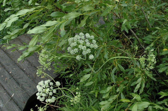 Water Hemlock - Cicuta maculata - grows in similar places and can be mistaken for Angelica.  The Iroquois called this plant 
