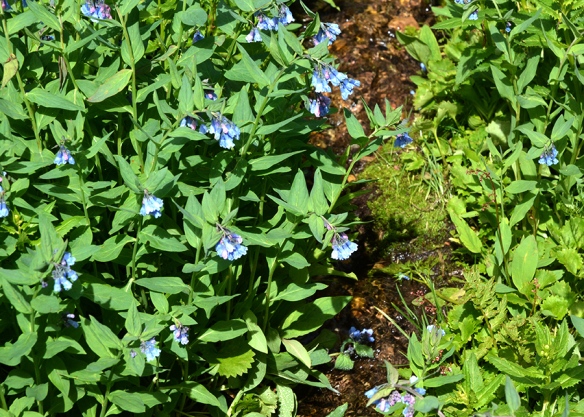 Mountain Bluebells - Mertensia ciliata - colonizes wet meadows at high elevations.