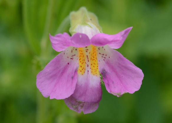 Lewis' Monkey Flower - Mimulus lewisii - graces seeps with its cheerful blooms.