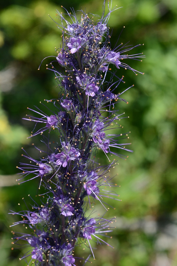 A truly elegant plant which stands up tall to 2-3 feet in crowds of flowers or alone on trail edges.  Stems are trimmed with coils of royal purple flowers, each with elongate, gold tipped anthers.  The leaves swirling around the base of the stem are neatly lobed.  