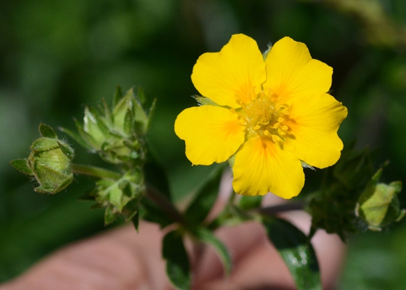 At least three cinquefoils are common on our trails right now.  All have five yellow-hued petals that form wide platforms for a variety of pollinators to land upon.  Rewards of nectar are hidden in the center.  In this species: Potentilla gracilis there is an extra daub of orange at the base--part of the signal for pollinators.  