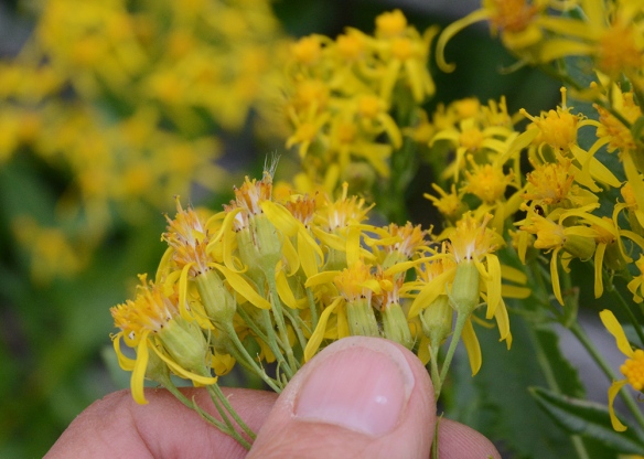 Butterweed Groundsel has shiny bracts, often black-tipped, surrounding each head of flowers. 