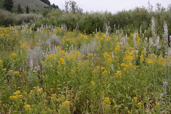 Moose-Wilson Road has an array of tall forbs (wildflowers) - Tall Larkspur, Butterweed Groundsel, and Canada Goldenrod.